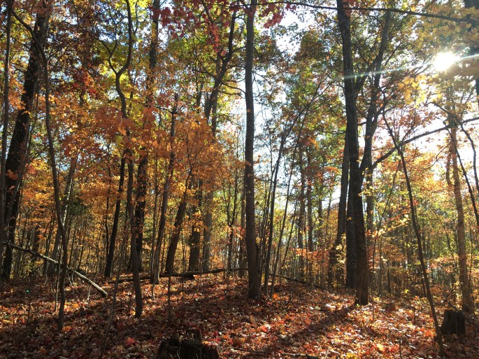 Pelham Pointe Vacation Rental Cabin Monteagle