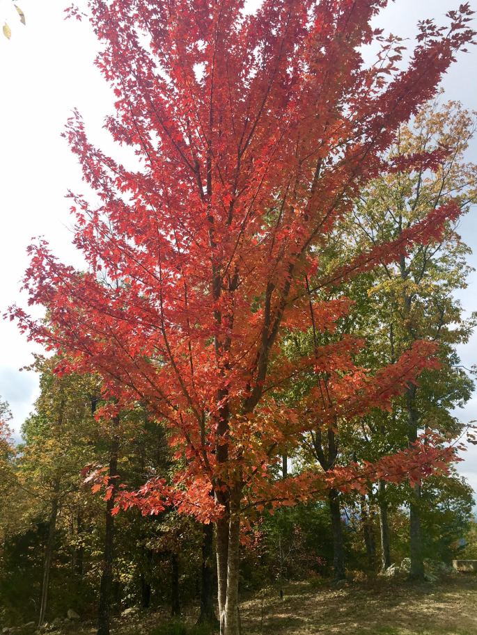 Bonnaroo 2018 Pelham Pointe Vacation Rental Cabin Monteagle