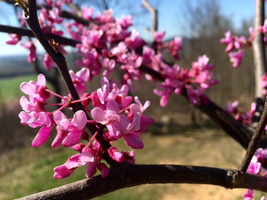 Pelham Pointe Vacation Rental Cabin Monteagle