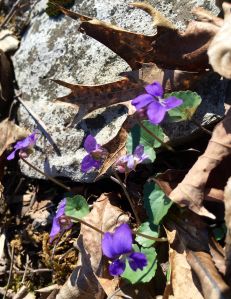 Pelham Pointe Vacation Rental Cabin Monteagle